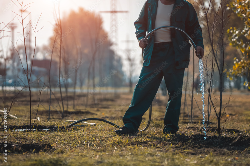 gardener watering young trees in summer garden gardener watering young trees in summer garden
