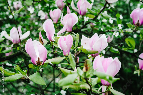 Background Magnolia bloom in the spring season. Pink, purple Magnolia flowers with green leaves on a tree branch. outdoor, nature. © Serhii