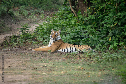 Jim Corbett tiger reserve forest, India