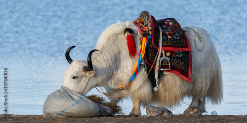 Close-up of white, furry yak with black horns. Eating grass and having a colorful saddle on its back. In the background the waters of Nam Tso lake (Tibet, China). Once wild, now tamed animal. photo
