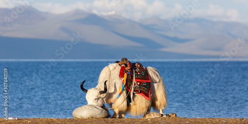 White, furry yak with black horns eating something (probably grass) from a bag. On its back a colorful saddle. In the background Nam Tso Lake (Tibet, China) and mountains of the Tibetan Plateau. 