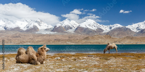 Tableau sur toile Panorama with two camels at Lake Karakul