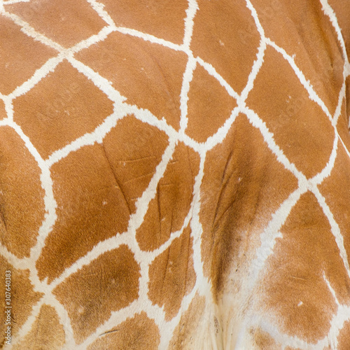 pattern of Giraffe skin