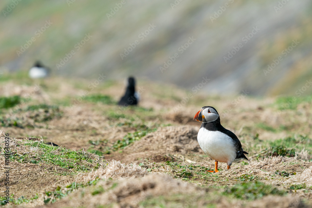 Fototapeta premium Puffin on Skomer Island.