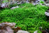 Green moss carpet among autumn dry foliage