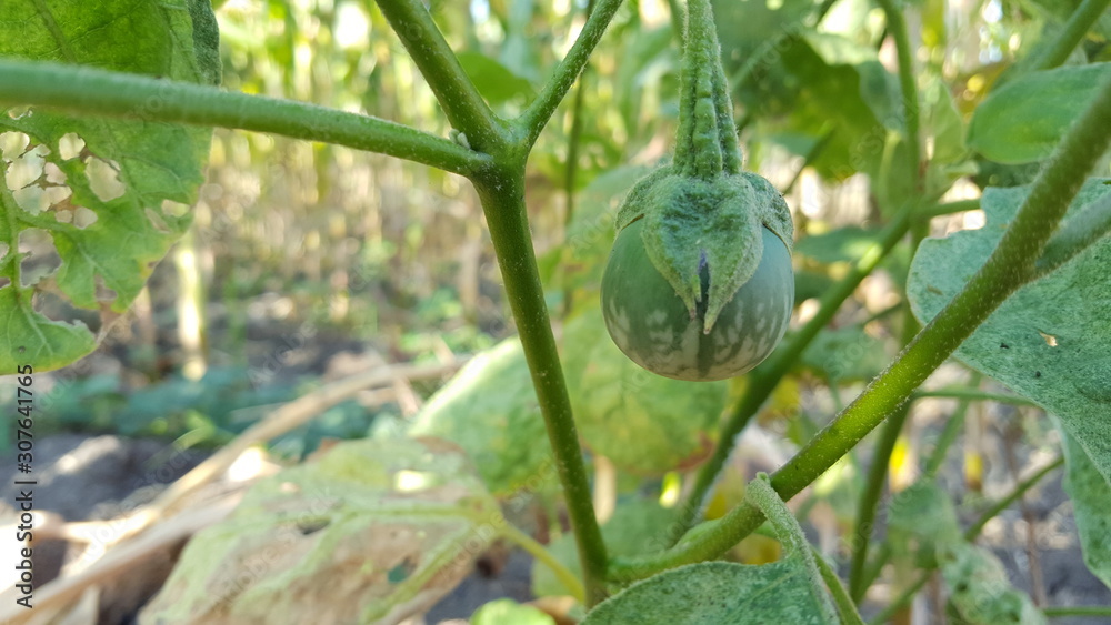 Eggplants are growing in vegetable garden, one of agriculture product with good vale business Eggplants are growing in vegetable garden, one of agriculture product with good vale business