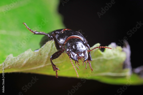 Coleoptera Carabidae Insects in Nature © junrong