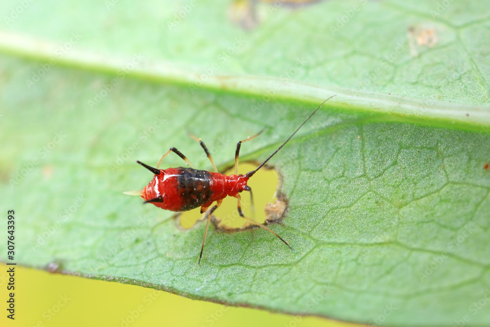 Red Aphids in Nature Red Aphids in Nature