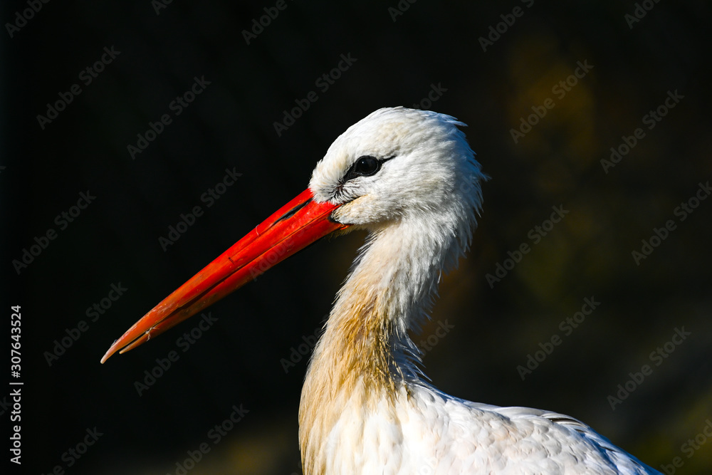 Fototapeta premium Cigogne