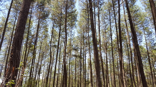 Rows of pine trees with various backgrounds. images suitable for use in wallpapers and others