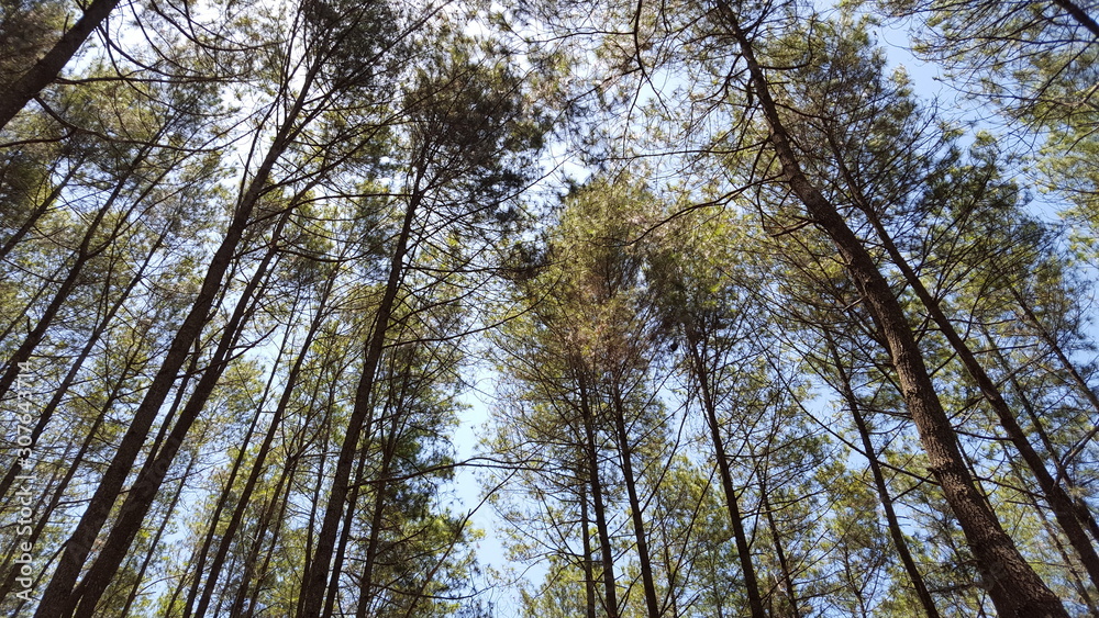 Rows of pine trees with various backgrounds. images suitable for use in wallpapers and others Rows of pine trees with various backgrounds. images suitable for use in wallpapers and others