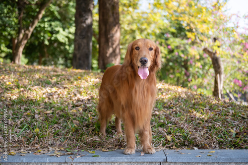 Golden retriever standing in the shade