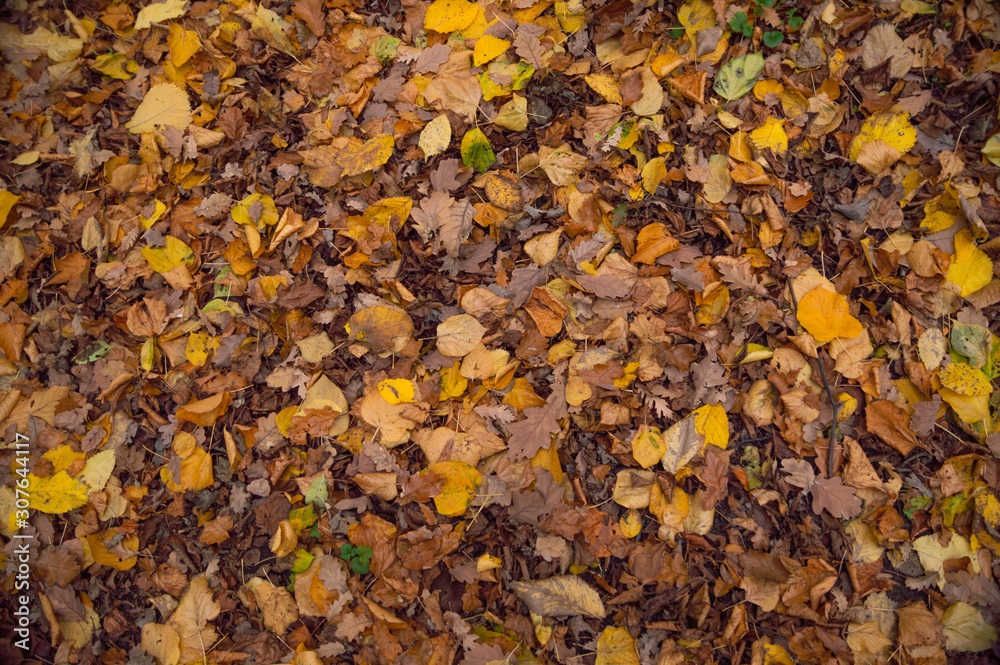 An image of the forest floor covered in dead leaves in autumn