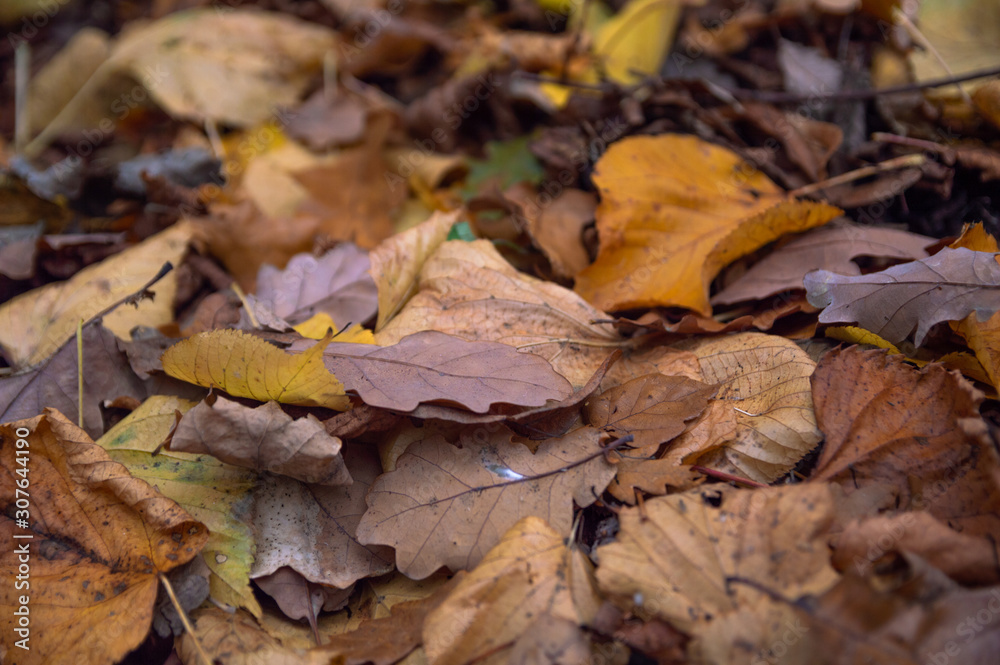 An image of the forest floor covered in dead leaves in autumn An image of the forest floor covered in dead leaves in autumn