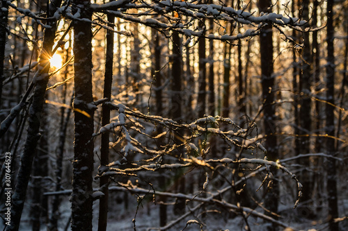 Forest at winter. Branches covered with snow.