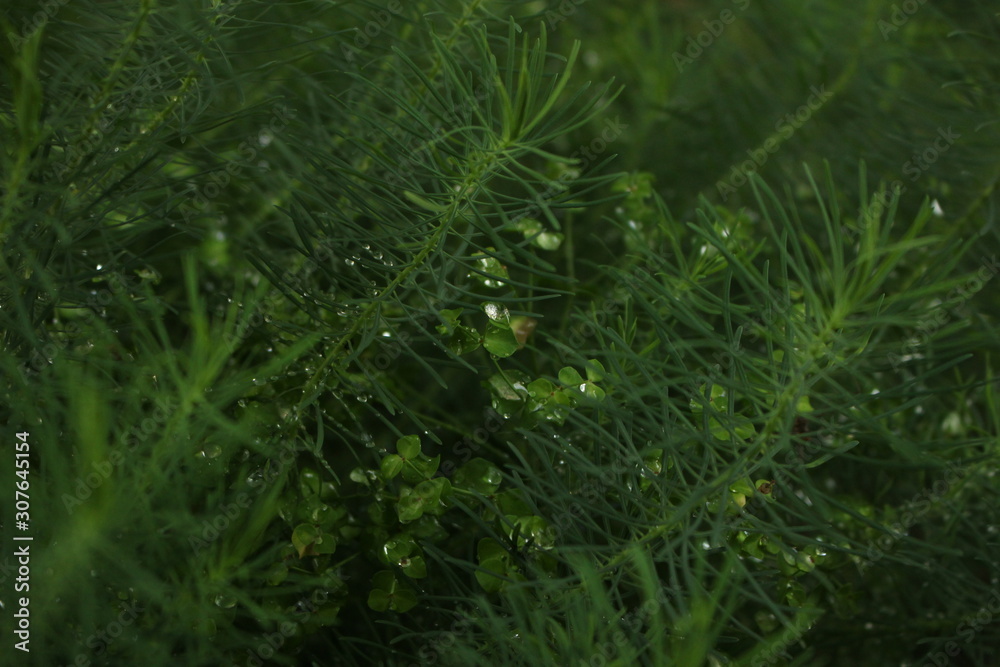 green grass with water drops