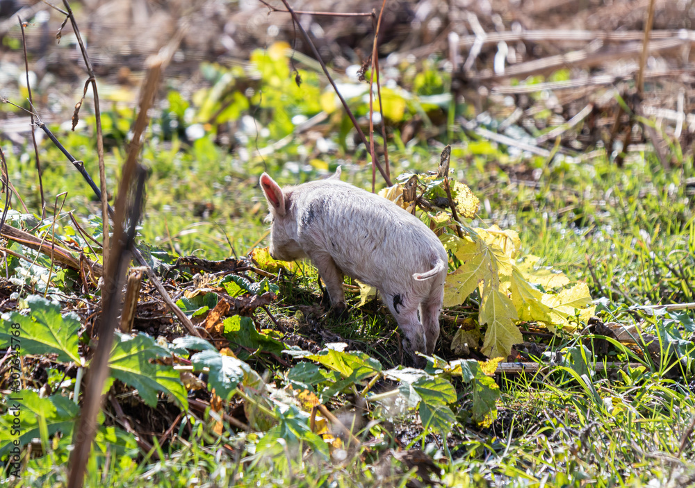A domestic  little pig grazes freely on the lawn near a house in Ushguli village in Svaneti in the mountainous part of Georgia