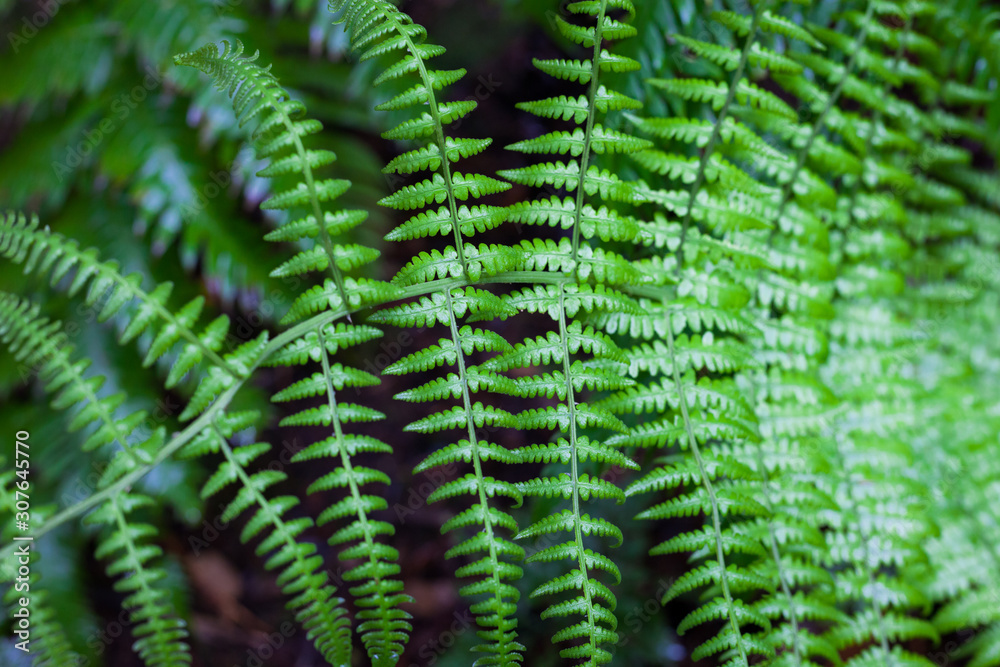 fresh green fern leaves close up view