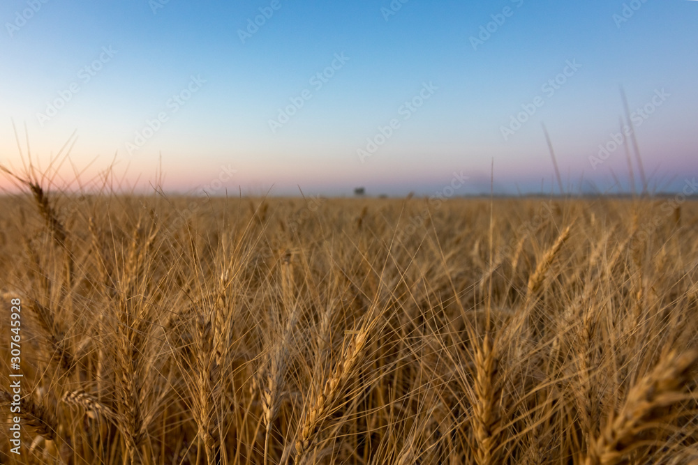 Field of Prairie Wheat Ready for Harvest at Sunset