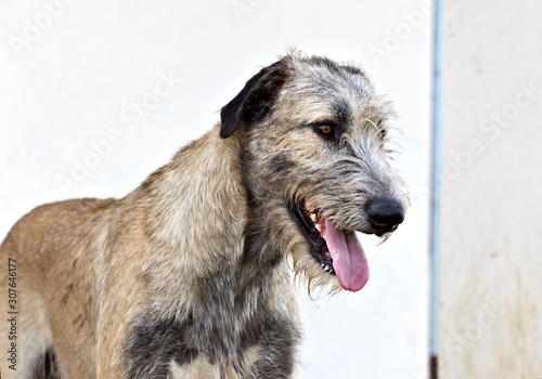 Dog breed irish wolfhound portrait