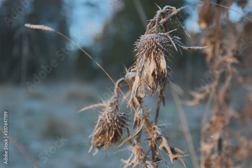 frost thistle