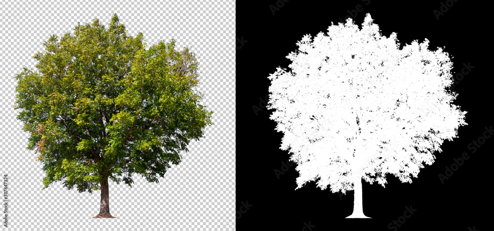 Fototapeta tree on transparent picture background with clipping path