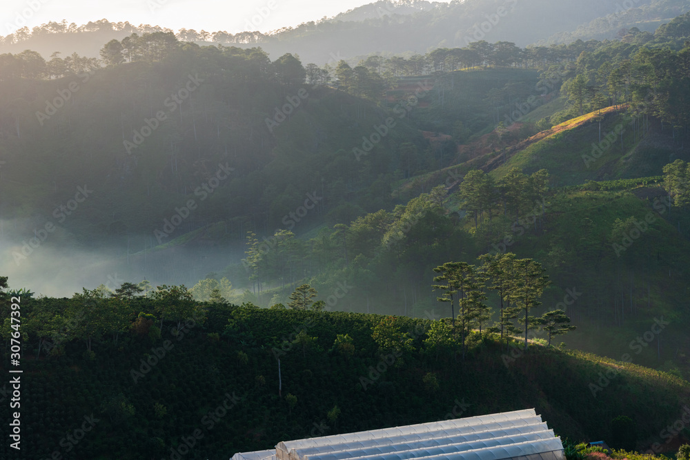 beauty coffee farm in the fog valley with magic light and green hills at sunrise