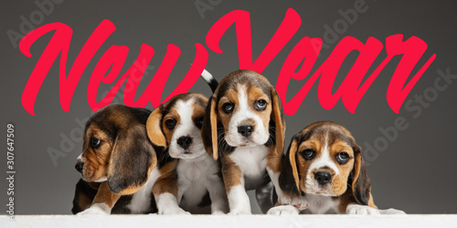 New Year 2020. Beagle tricolor puppies are posing. Cute white-braun-black doggies or pets playing on grey background. Look attented and playful. Studio photoshot. Concept of motion, movement, action. photo