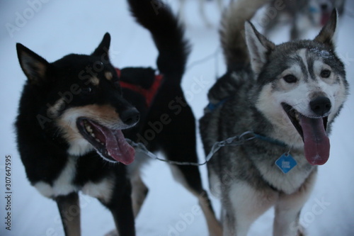 siberian husky in the snow