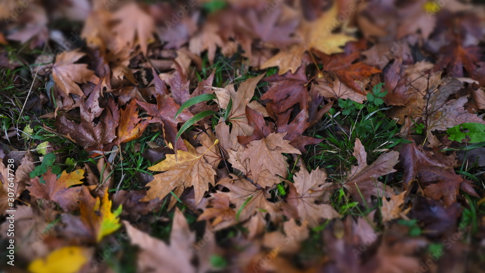 autumn leaves on green grass autumn leaves on green grass