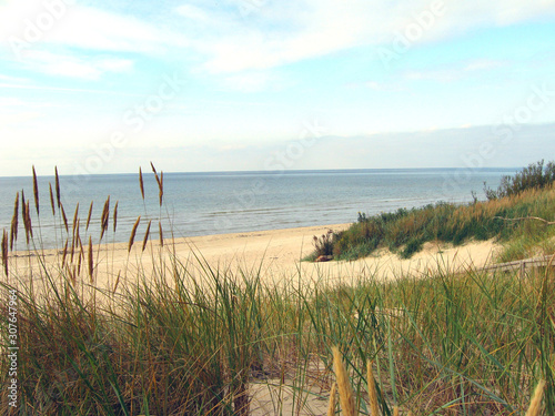 Dune grass 2