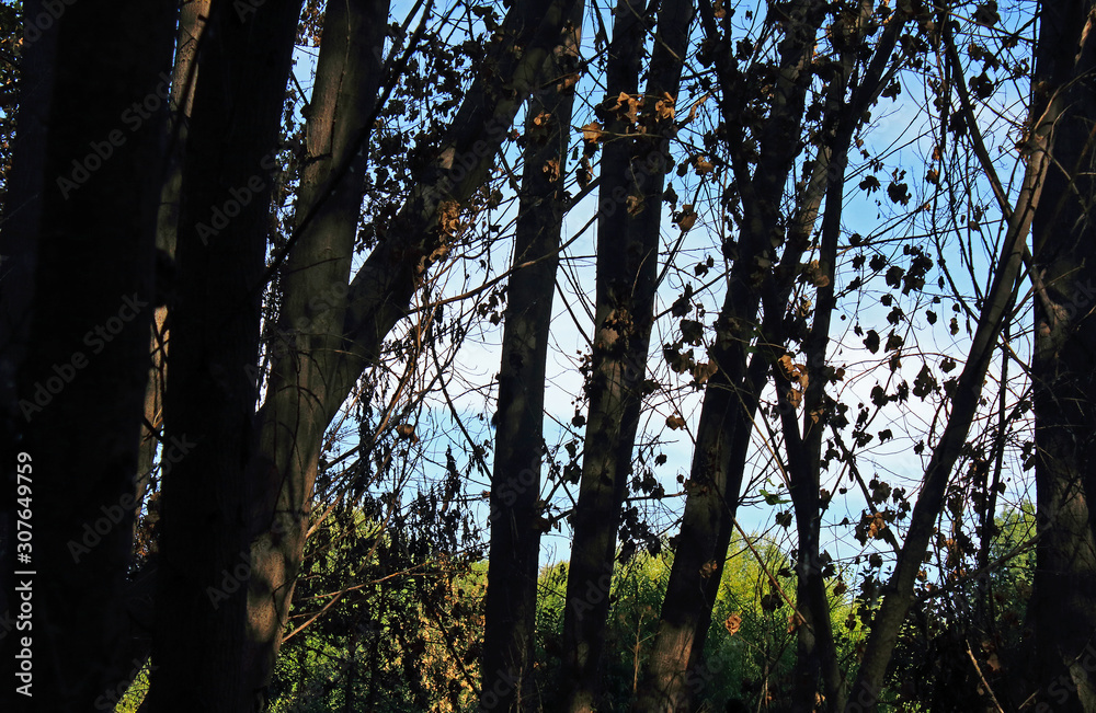 Fototapeta premium Trees in the forest, natural landscape