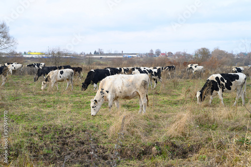 black and white cows graze on the pasture in autumn © Ksenia