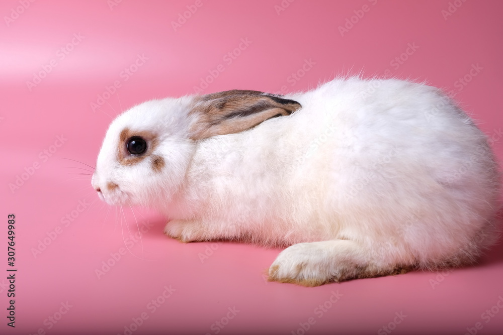 One little white rabbit ball and brown eye rim are learning to walk on a pink background. One little white rabbit ball and brown eye rim are learning to walk on a pink background.