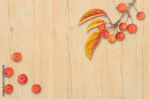 Autumn composition leaves fruits and branch of malus floribunda on light wood background top view flat lay copyspace photo