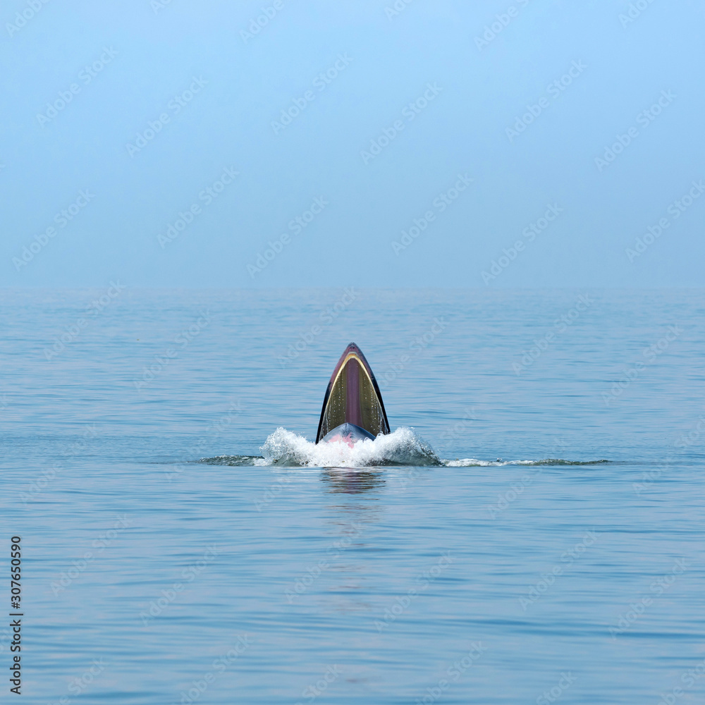 Fototapeta premium Bryde's whale opens mouth wide to eating small fish at Bangtaboon, Petchburi, Gulf of Thailand.