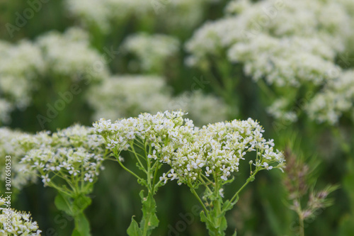 White flowers in the steppe. Environment. Close-up.