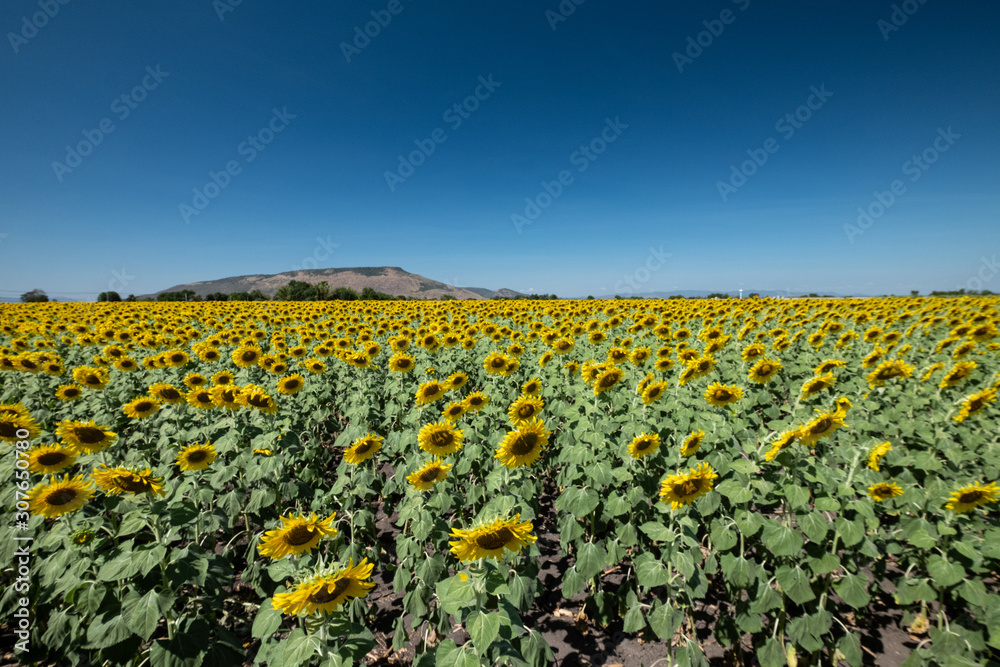 Sunflower field and blue sky background