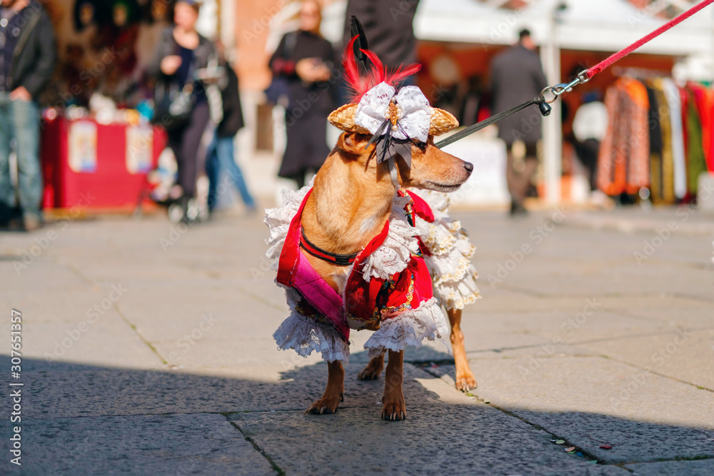 costumed small dog posing on the street at mask carnival