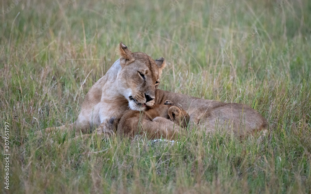 lioness nuzzles cub lioness nuzzles cub