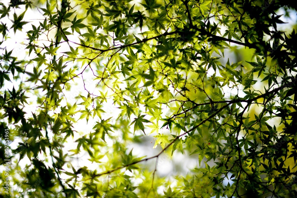 backlit green japanese maple leaves in spring backlit green japanese maple leaves in spring