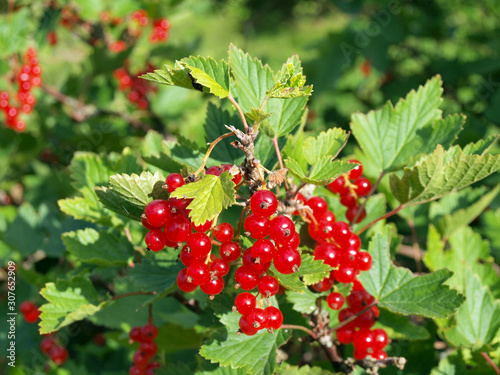 Red currants 2