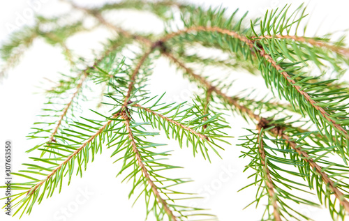 Green needles on a Christmas tree branch