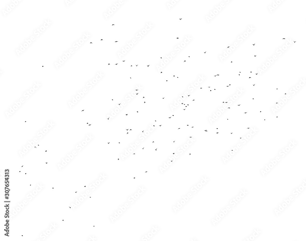 Flock of birds isolated on white background Flock of birds isolated on white background