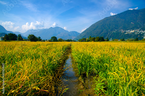 Rice Field with Mountain in Switzerland.