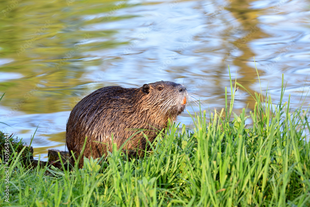 Beautiful nutria with wet hair in the green grass on the background of the pond Beautiful nutria with wet hair in the green grass on the background of the pond