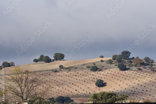 Hills with plantations of small olive trees and some oaks among them in late autumn in Andalucia