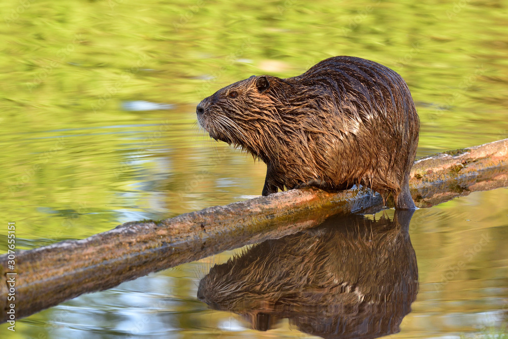 Beautiful wet nutria sits on a log above a pond and is reflected in the water Beautiful wet nutria sits on a log above a pond and is reflected in the water