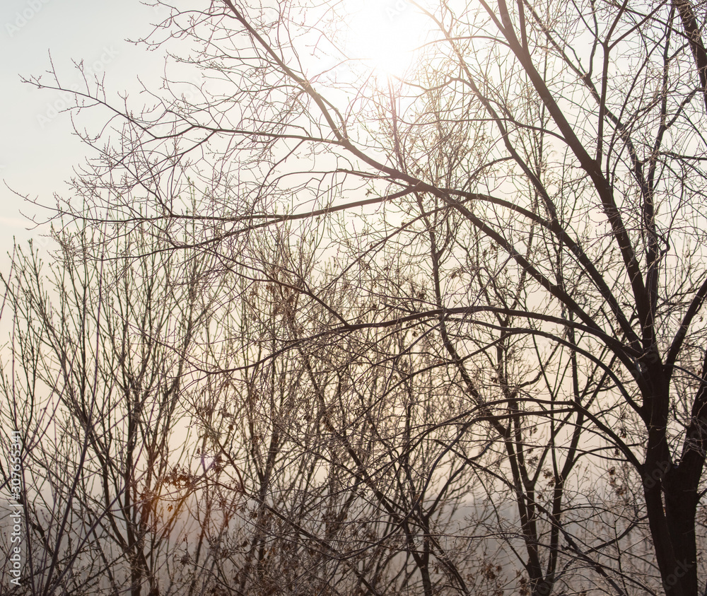 Leafless tree branches at dawn of the sun