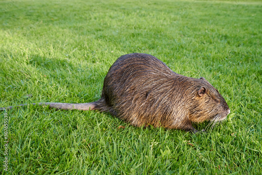 Beautiful and wet nutria sits in the green grass in a city park Beautiful and wet nutria sits in the green grass in a city park